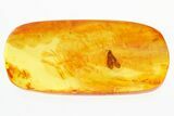 Detailed Fossil Caddisfly (Trichoptera) In Baltic Amber #296979-1